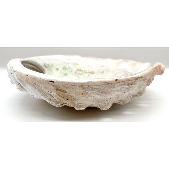 Abalone Shell Large 8.25” X 6.5” Ocean Sea Shell Natural Condition Trinket Dish - Picture 3 of 5